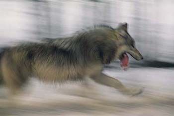 Wolf