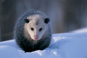 Opossum