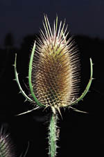 Common Teasel 