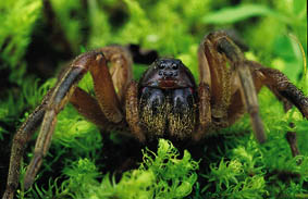 Wolf Spider