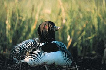 Common Loon