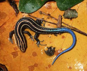 Five-lined Skink