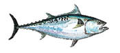 False Albacore