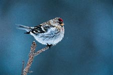 Common Redpoll Finch