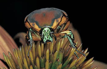 June Bug