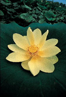 Lotus Blossom