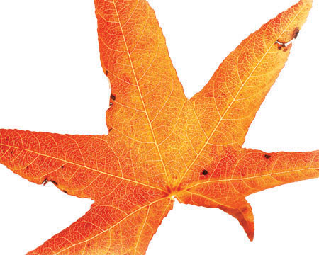 Maple Leaf