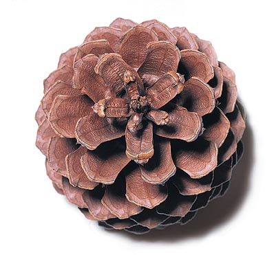 Pine Cone