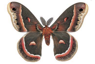 Cecropia Moth
