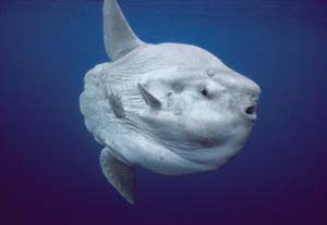 Ocean Sunfish (Mola Mola)