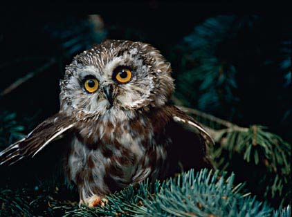 Saw-whet Owl
