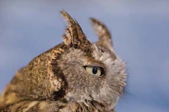 Screech Owl