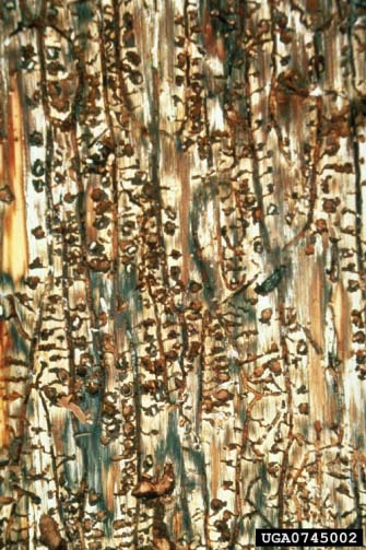 Bark beetle larvae