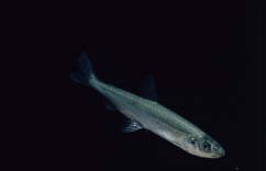 Rainbow Smelt