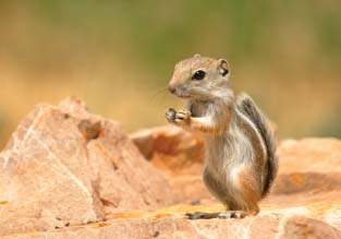 White-tailed antelope squirrel