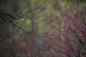 Eastern Redbud (Forest Pansy)