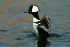 Hooded Merganser