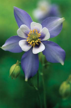 Colorado Columbine