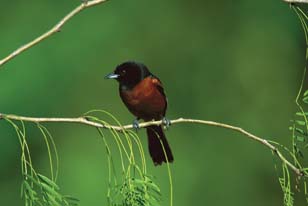 Orchard Oriole