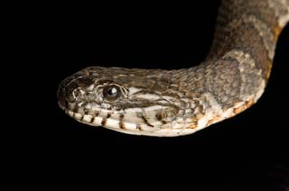 Water Snake