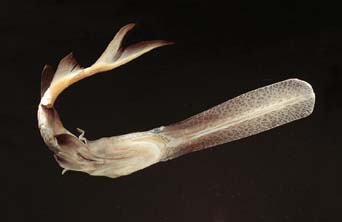 Paddlefish