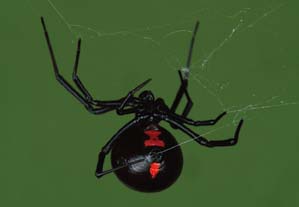 Black Widow Spider