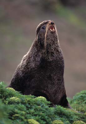 Northern Fur Seal