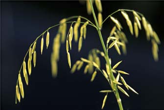 Wild Rice