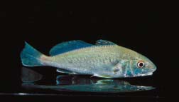 Atlantic Croaker