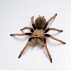 Tarantula
