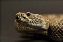 Western Rattlesnake
