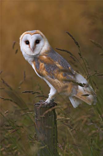 Barn Owl