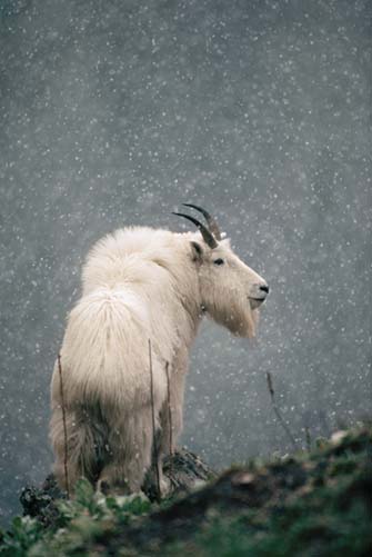 Billy Goat