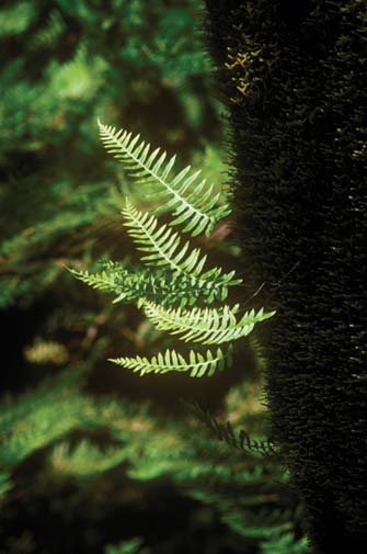 Candy Fern