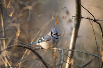 Blue Jay