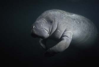 Manatee