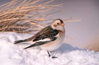 Snow Buntings
