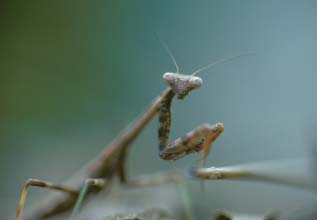Praying Mantis
