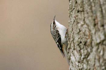 Brown Creeper