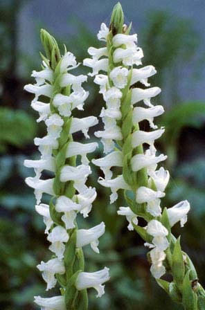 Nodding Lady Tresses
