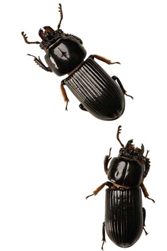Beetles