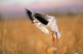 Snow Goose