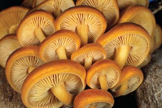 Bracket Fungi