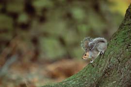Gray Squirrel
