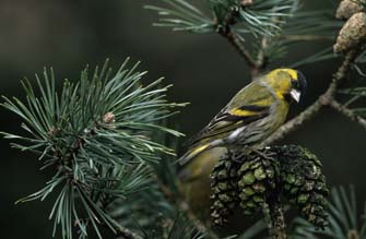 Pine Siskin