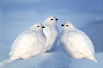 White-tailed Ptarmigans