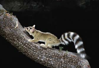 Ringtail Cats 