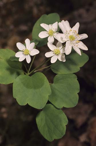 Rue Anemone