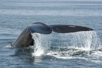 Right Whale