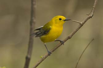 Prothonotary Warbler